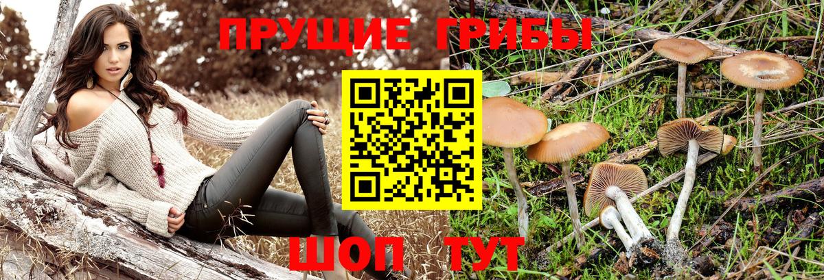 Псилоцибиновые грибы мухоморы Знаменск